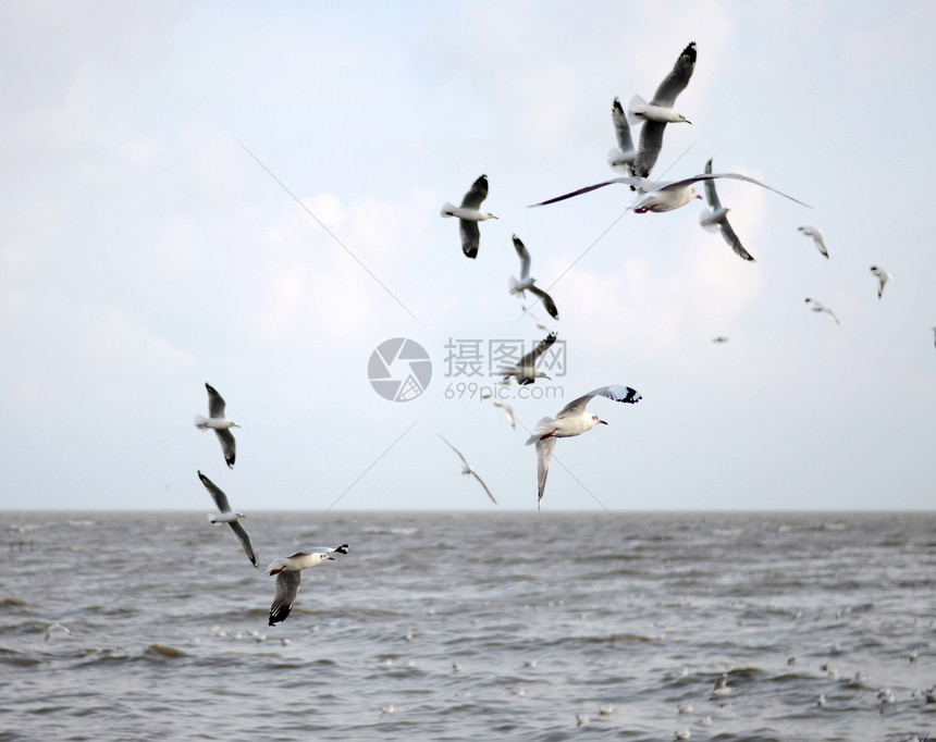 美丽的钟声飞翔 棕头的钟空气动物鸥科榜浦翅膀黑色天空野生动物荒野白色图片