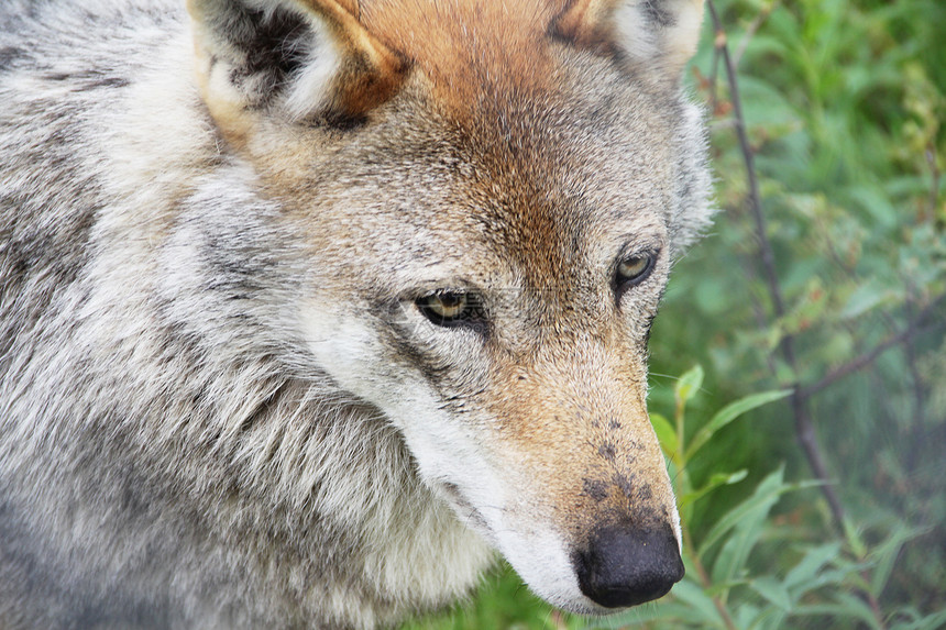 森林中的灰狼哺乳动物毛皮狼疮荒野野生动物生物灰狼食肉森林捕食者图片