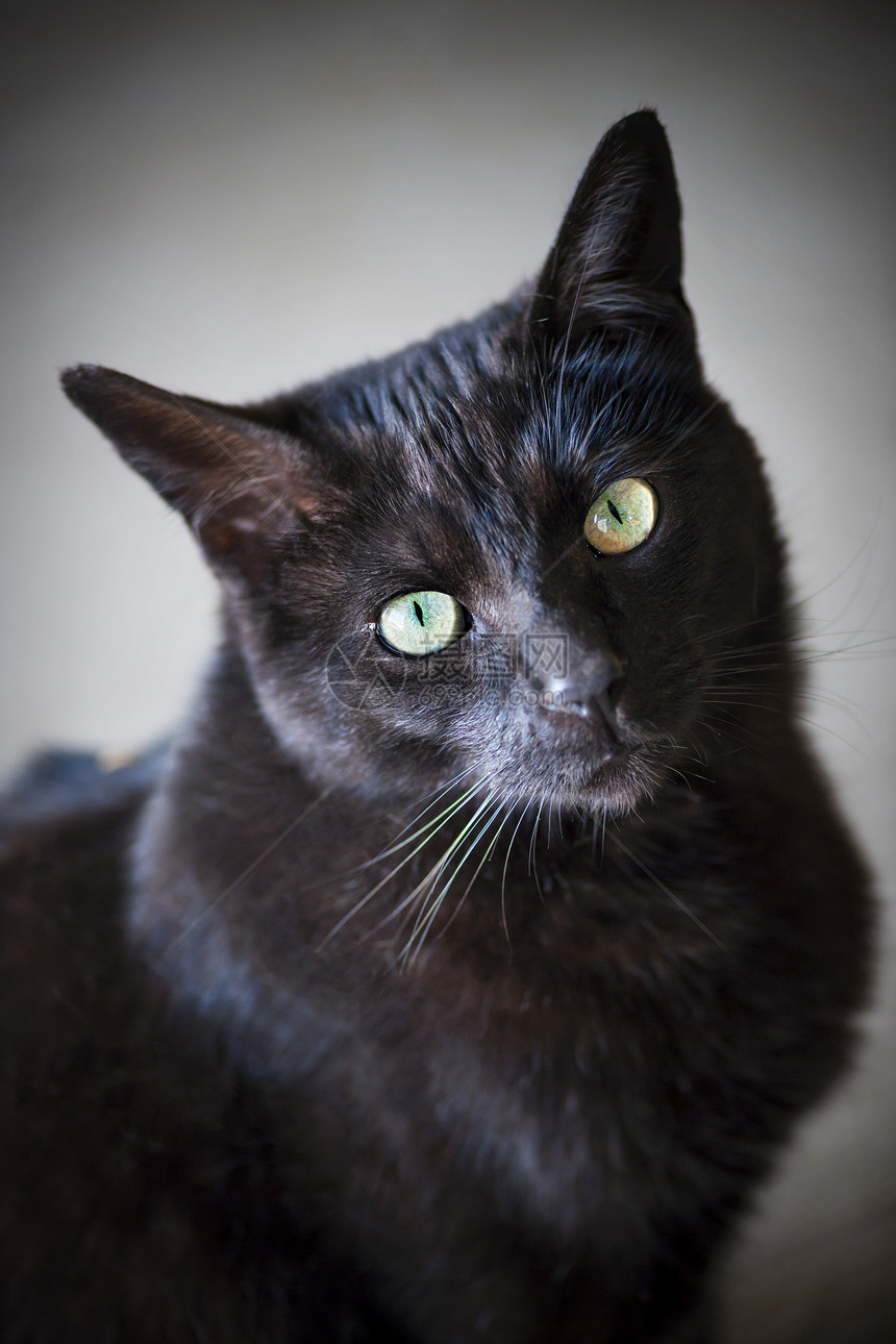 黑猫肖像哺乳动物眼睛宠物胡须动物小猫倾斜猫咪猫科动物绿色图片