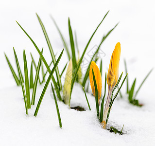 雪中的鳄鱼下雪花园植物群植物生活树叶花朵地面融化背景图片