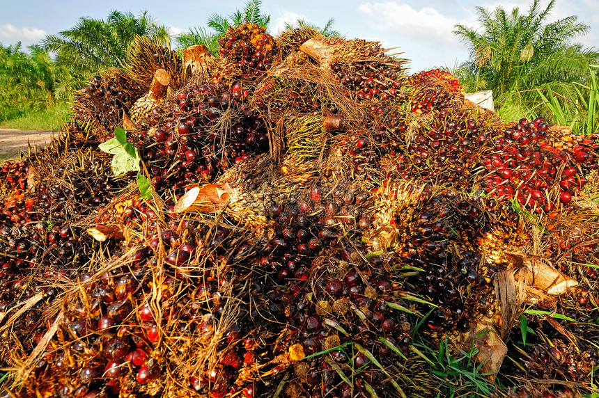 卡车上的新鲜棕榈油水果材料种子叶子棕榈种植园食物天空热带橙子绿色图片