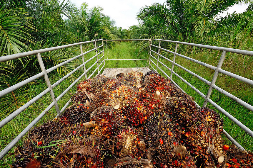 卡车上的新鲜棕榈油水果农业红色叶子橙子种植园坚果食物热带种子车辆图片