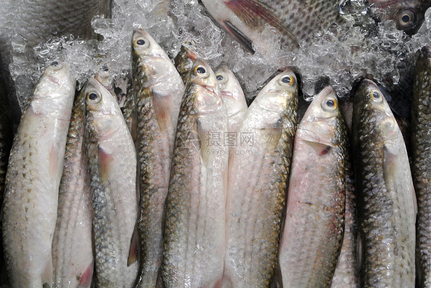 泰国 泰国 在市场上捕到的新鲜鲜鱼海鲜荒野食物海洋图片