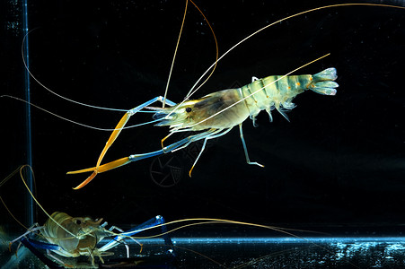 培奈德罐体中的老虎虾小吃饮食贝类营养海鲜午餐动物食物甲壳对虾背景
