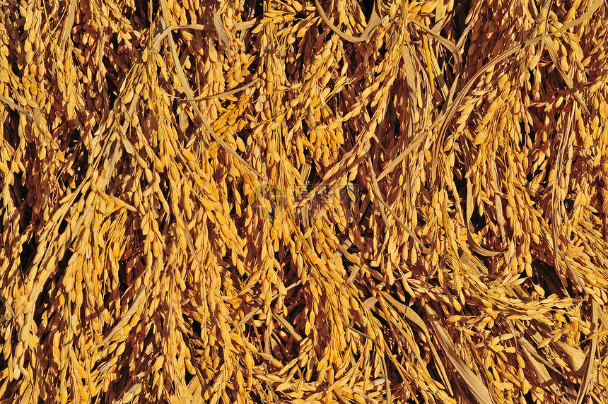 黄金大米涨价白色食物面包耳朵种子植物稻草收成生长红色图片