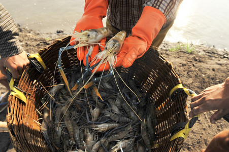 大型河虾Rosenbergii淡生活食物甲壳纲产养殖脊椎动物文化背景图片