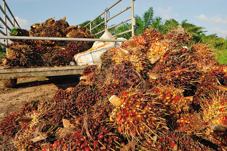 卡车上的新鲜棕榈油水果烹饪种子红色种植园上传食物绿色农业叶子热带图片