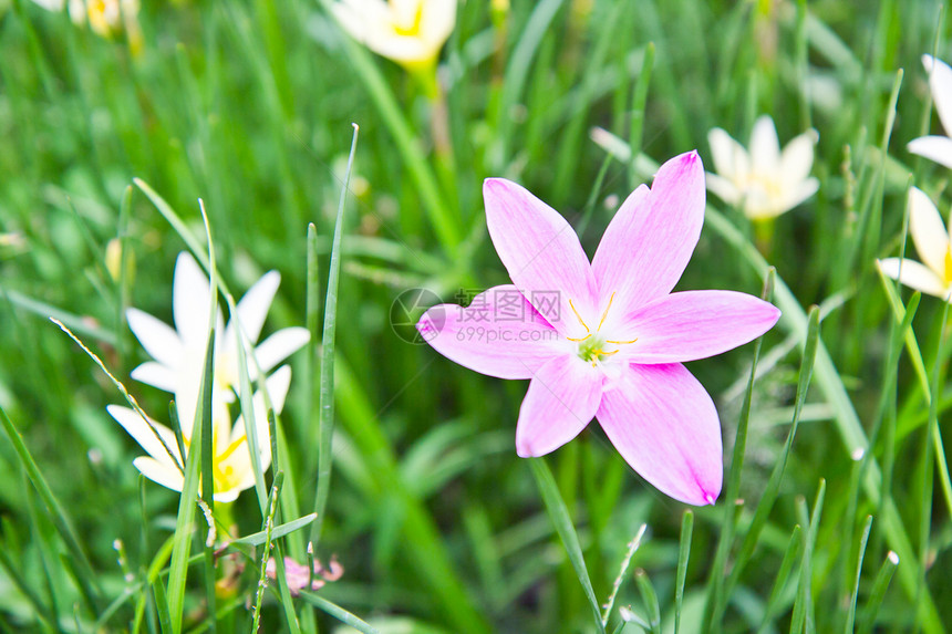 在公园的黄色花朵中 粉红花朵雏菊花瓣植物群花园宏观美丽紫色花束叶子生长图片