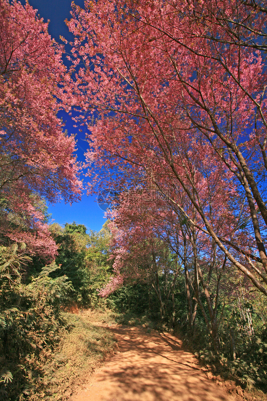 泰兰山上的樱花花 樱花花农村木头樱花房子花瓣场景天空寺庙植物季节图片