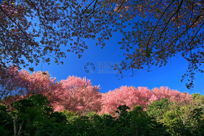 泰兰山上的樱花花 樱花花樱花天空植物蓝色农村寺庙季节花瓣木头场景图片