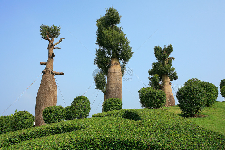 瓶装树建筑学假期池塘热带贵族旅游奢华植物群花园寺庙图片