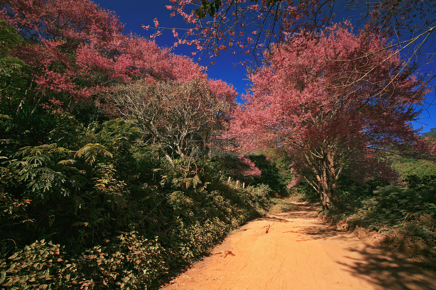 泰兰山上的樱花花 樱花花季节房子蓝色场景寺庙植物木头天空樱花花瓣图片