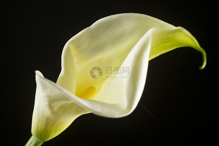 阿朗利丽叶斯植物影棚宏观对象白色脆弱性花卉热带花园园艺图片