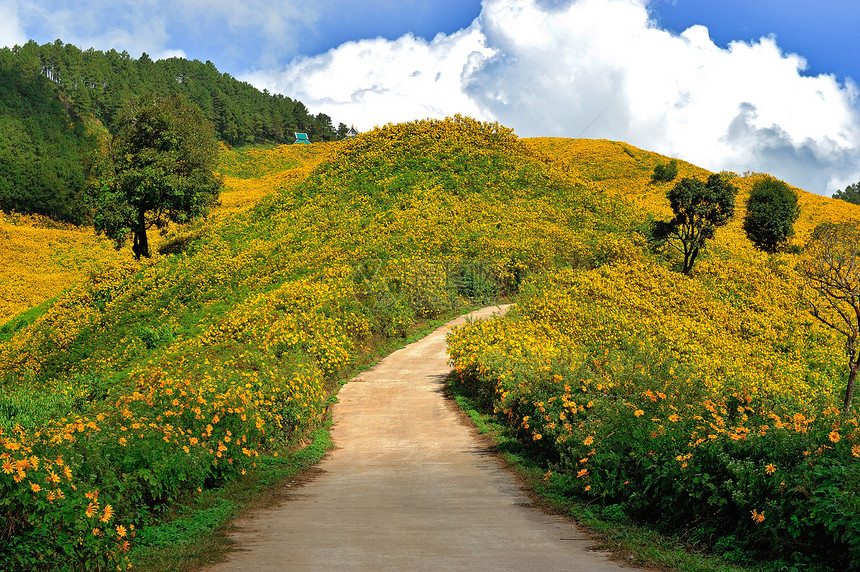 Tithonia墨西哥向日向向向向日葵天空旅行荒野儿子图片