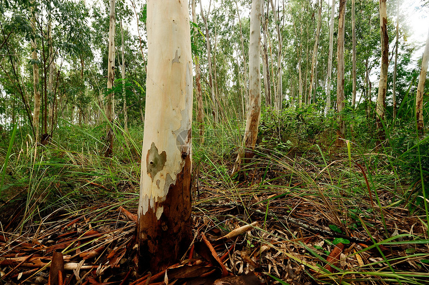 用于造纸工业的Eucalyptus树种植林地场景公园工厂旅行植被叶子环境团体记录图片