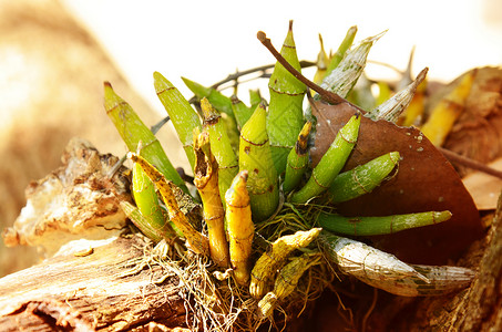 美丽的野兰花异果绿色石斛荒野植物叶子热带野生动物植物群彩色背景图片