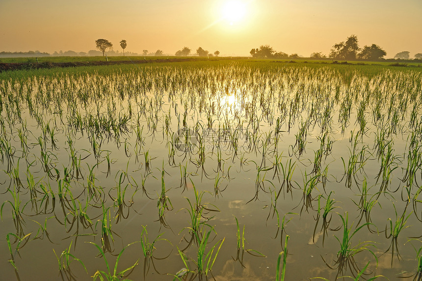清晨稻田植物群白色农村收成日落黄色绿色农业花园农场图片