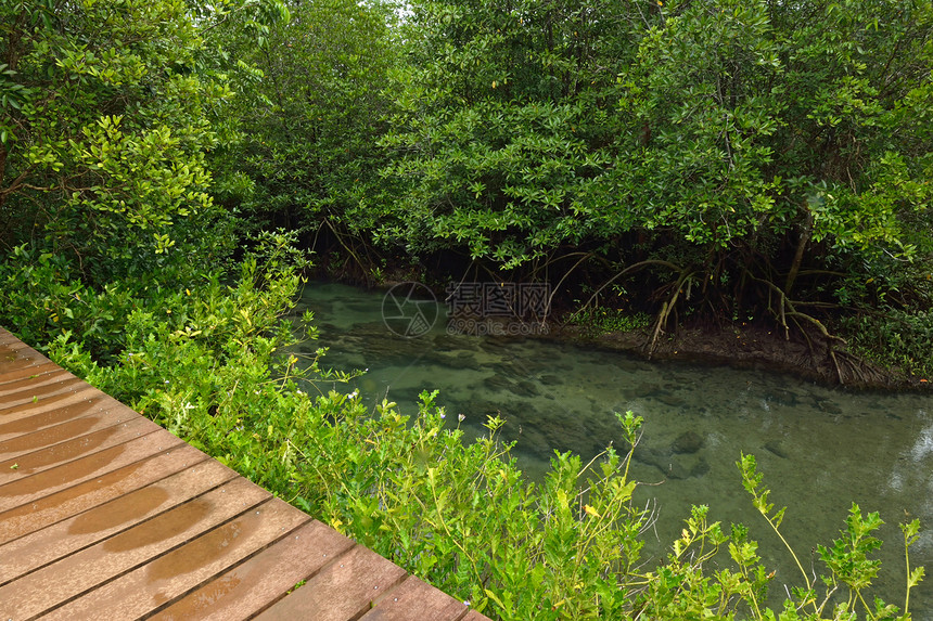 泰国克拉比Tha pom自然和水晶溪流 泰国克拉比气泡运河塔蓬福利红树享受温泉水池沼泽艺术图片