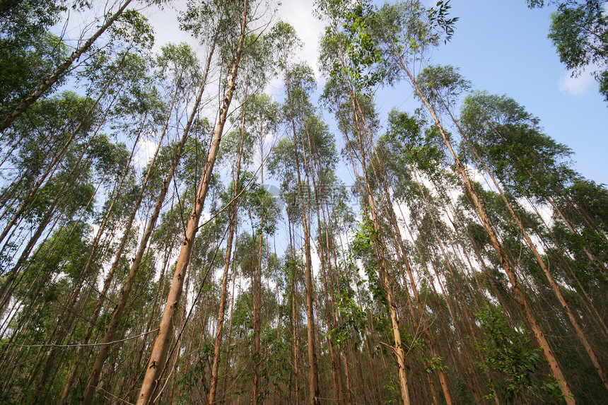 泰国的Eucalyptus森林 纸业花板植被生长工厂树干场地小路草地木头风景环境图片
