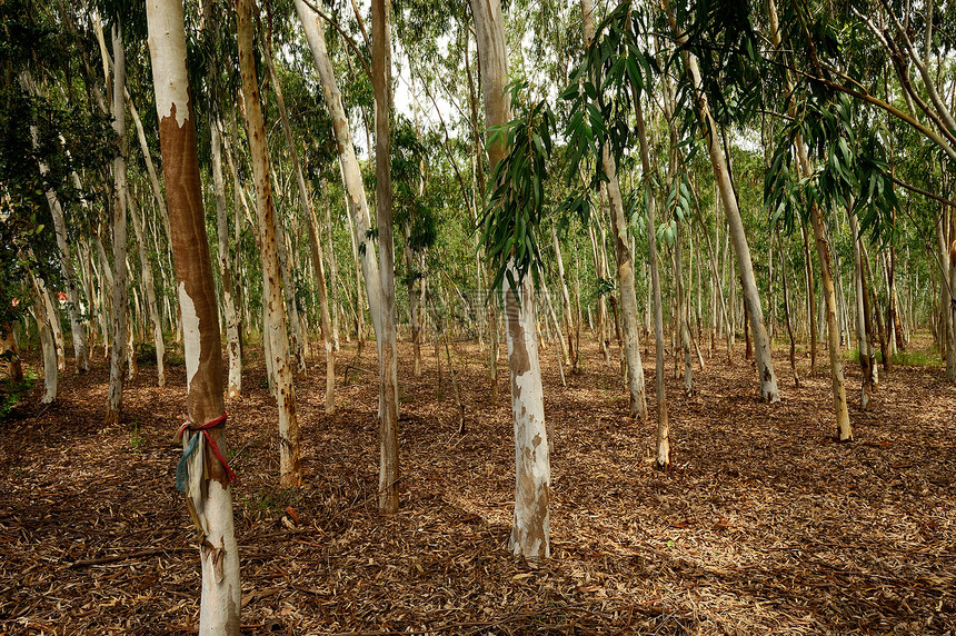 用于造纸工业的Eucalyptus树种植森林旅行团体公园植被木头工厂环境记录林地图片