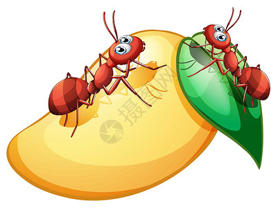 稀烂甜美的成熟芒果和两只蚂蚁插画