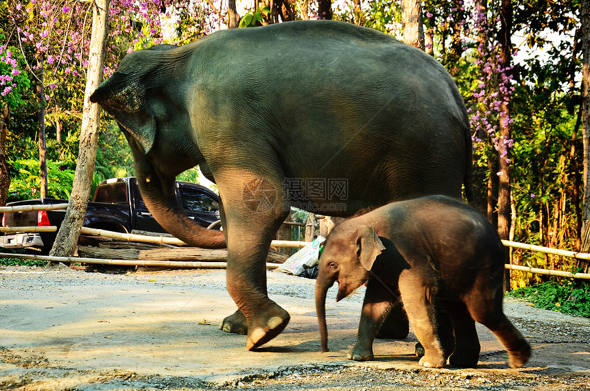 母象大象宝宝图片