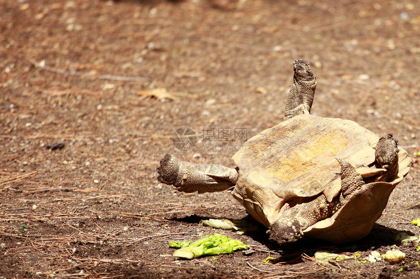 非洲刺激的乌龟土地颅骨荒野黑质环境爬虫野生动物皮肤蜥蜴人动物群图片