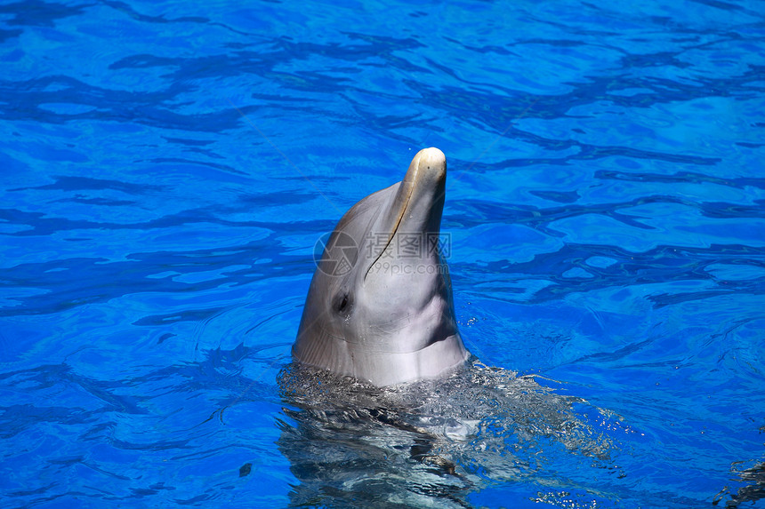 海豚在游泳池中组队玩公园海洋生活鼻子荒野鲸目展示哺乳动物生物游泳图片