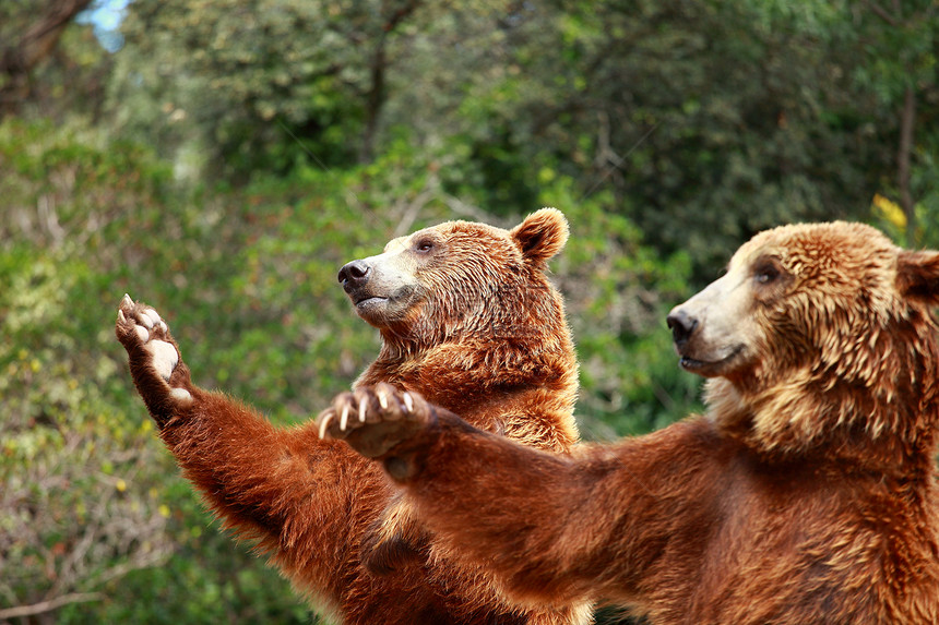 棕熊在马德里动物园寻找食物国家视频电影野生动物捕食者爪子木头毛皮食肉流浪图片