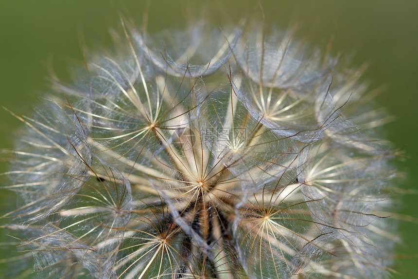 特写 dandelion 自然背景图片