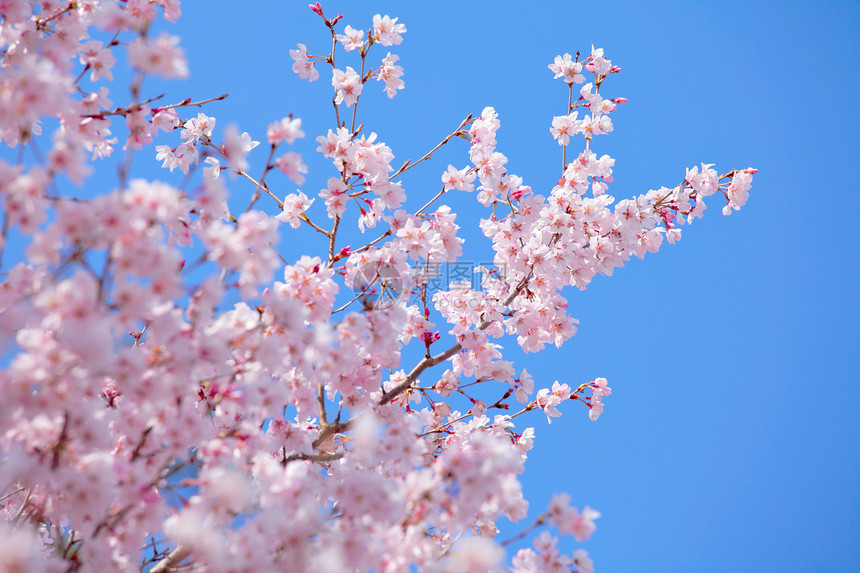蓝天空的樱树粉色花瓣蓝色叶子天空晴天植物群白色图片