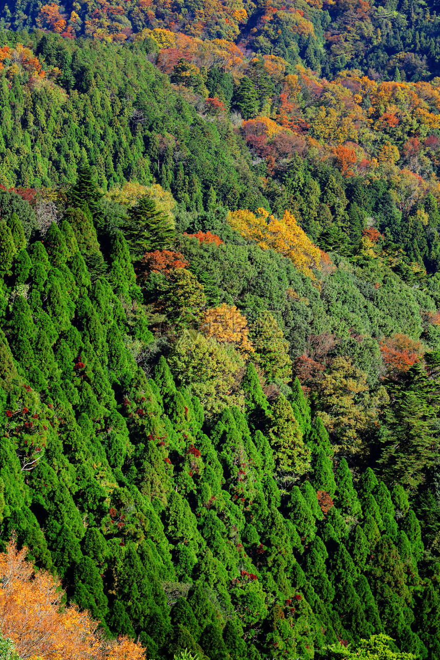 山上秋林叶子乡村植物花园丛林季节橙子蓝色农村木头图片