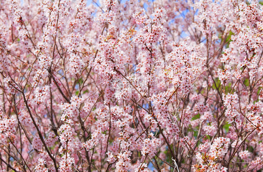 樱树植物群花瓣植物白色粉色植物学公园季节花园图片