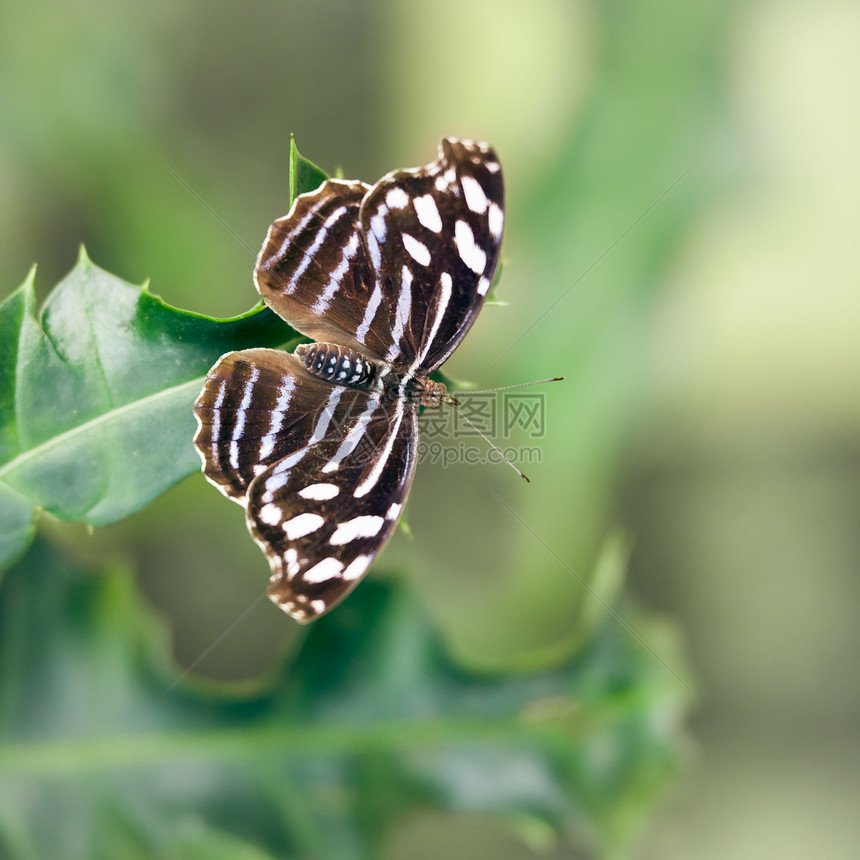 蝴蝶翅膀季节昆虫白色棕色草蛉昆虫学宏观君主荒野图片