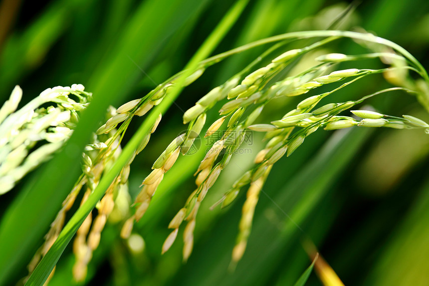 稻田关门宏观蓝色收成农业培育白色农村植物绿色谷物图片