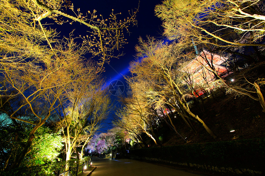 夜里日本寺庙和樱树图片