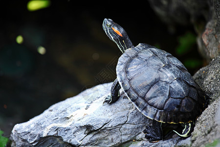 乌龟沼泽动物石头岩石野生动物绿色水龟爬虫公园池塘背景图片