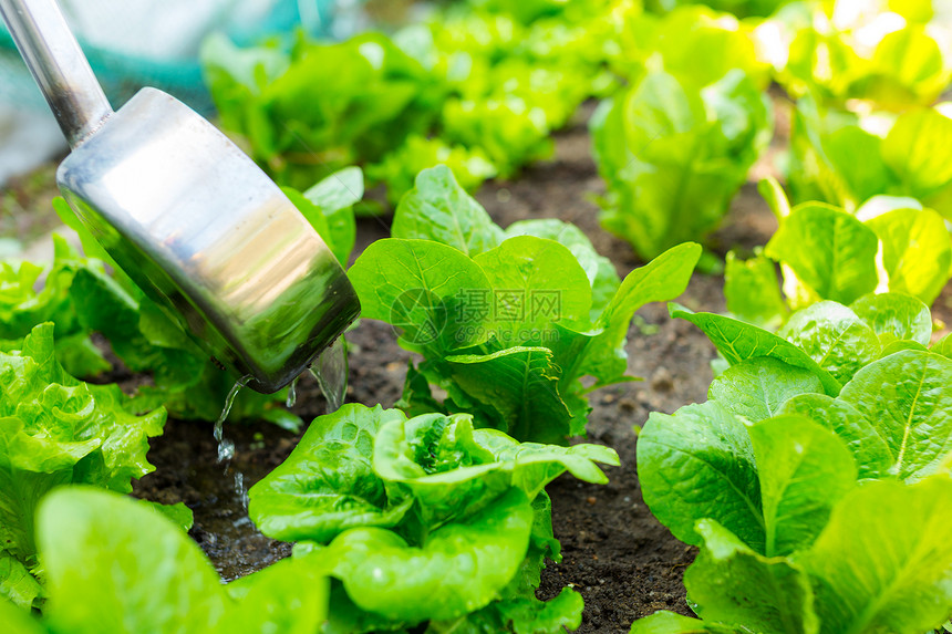 生生料的肥化肥料收获植物农业工作园艺场地女士蔬菜畜牧业图片