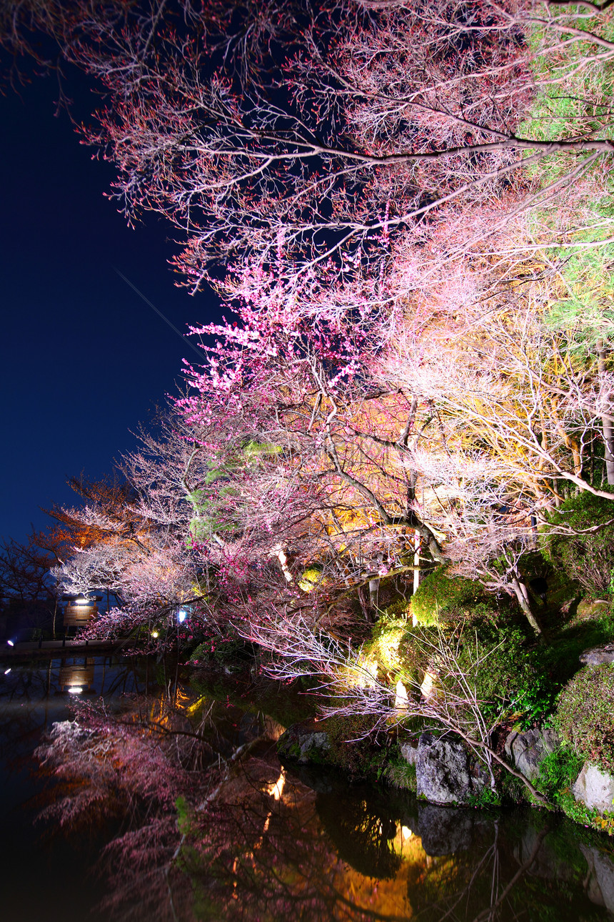 夜里 樱树和河边的樱树图片