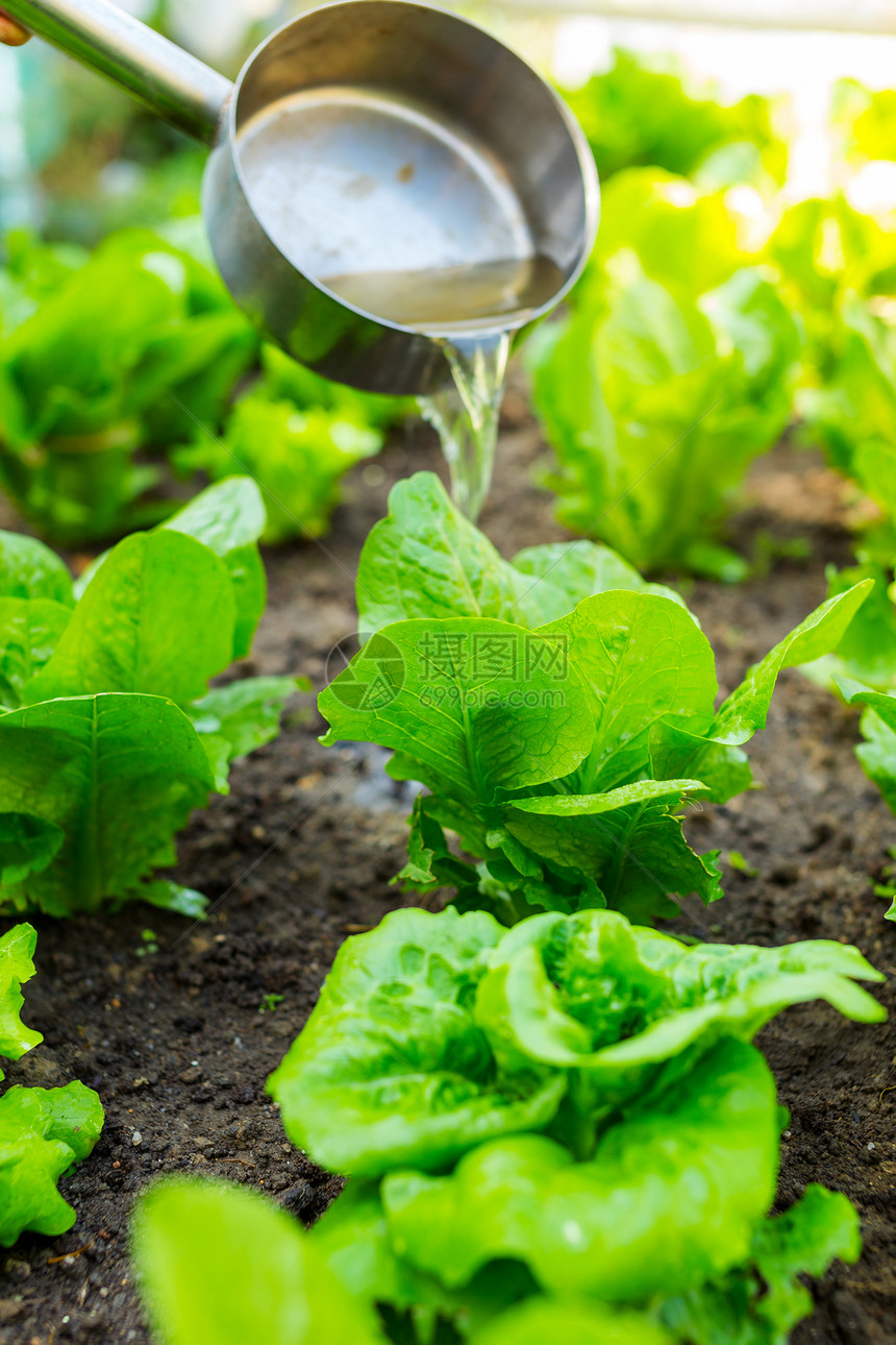 生生料的肥化场地工作肥料收成收获土壤蔬菜农业植物女士图片