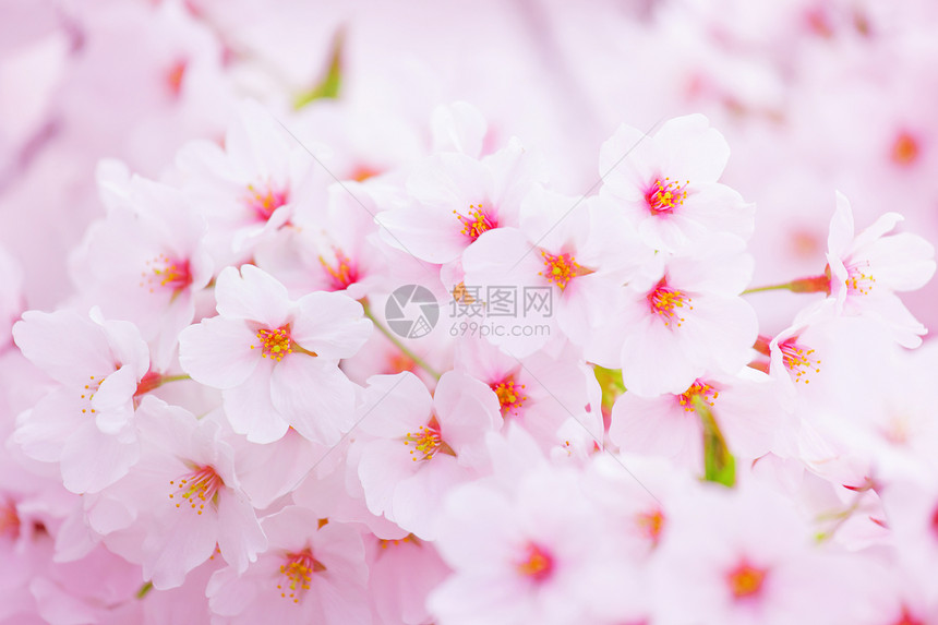 粉红沙库拉白色樱花花园季节花瓣宏观植物群粉色图片