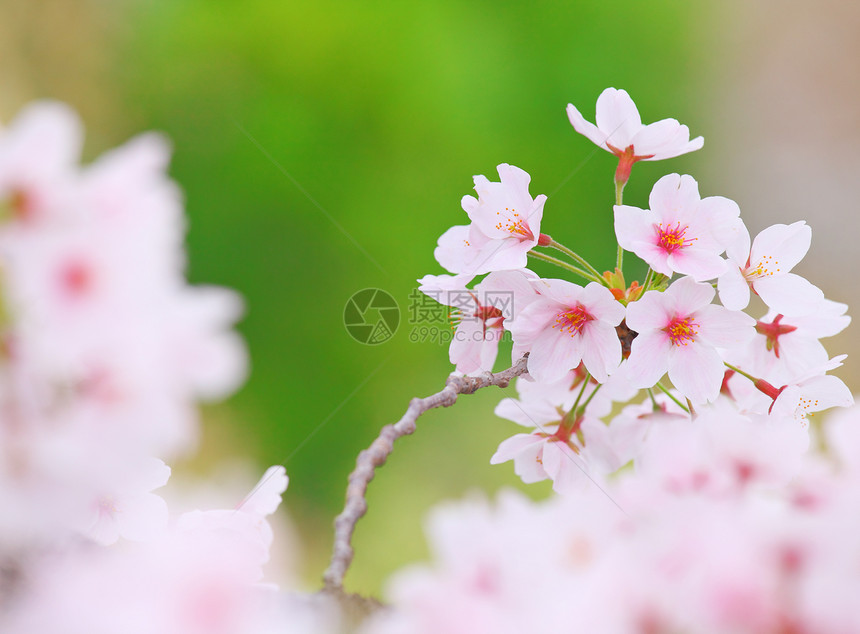 樱桃花瓣粉色绿色樱花图片