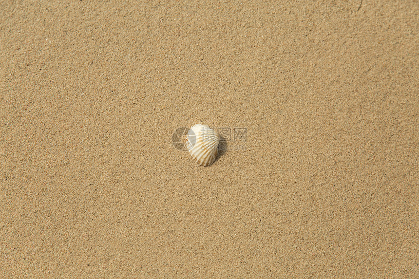 沙上美丽的白海贝壳图片