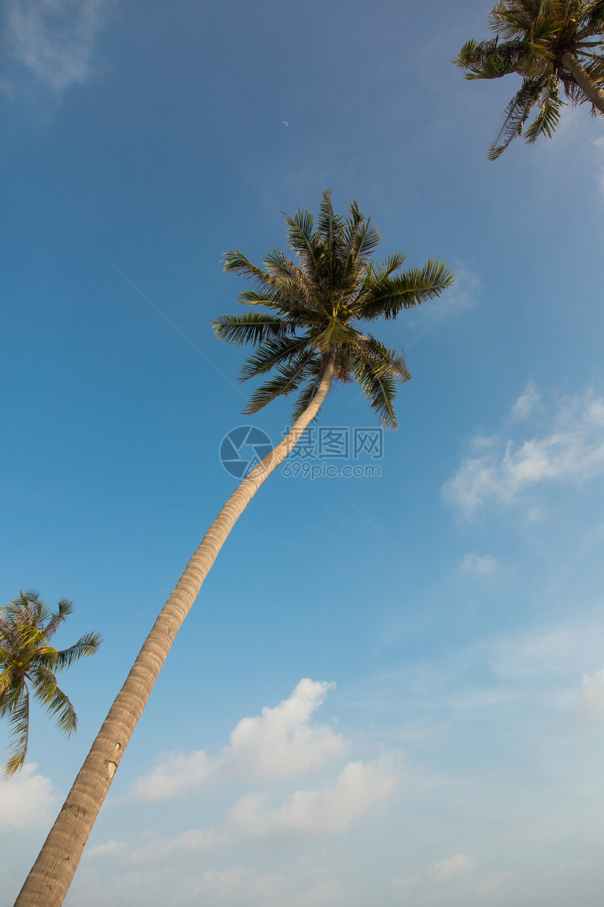 蓝色天空背景的美丽的棕榈树旅游情调晴天丛林假期植物群椰子植物绿色旅行图片