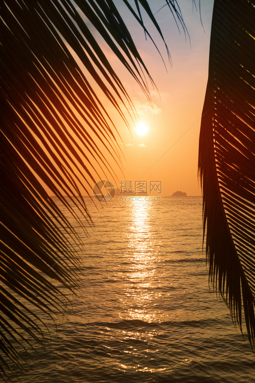 有棕榈叶的热带热带海滩图片