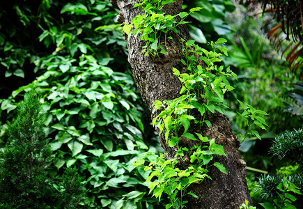有绿叶的树叶子苔藓场景乡村环境雨林白色树木绿色藤蔓背景图片