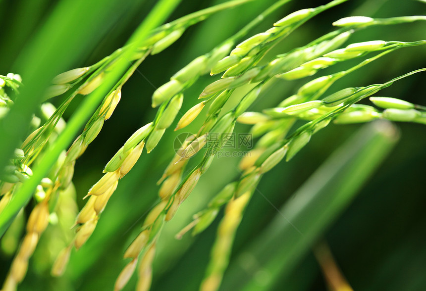 新鲜稻田水稻厂植物宏观粮食食物天空白色农田绿色乡村农场图片