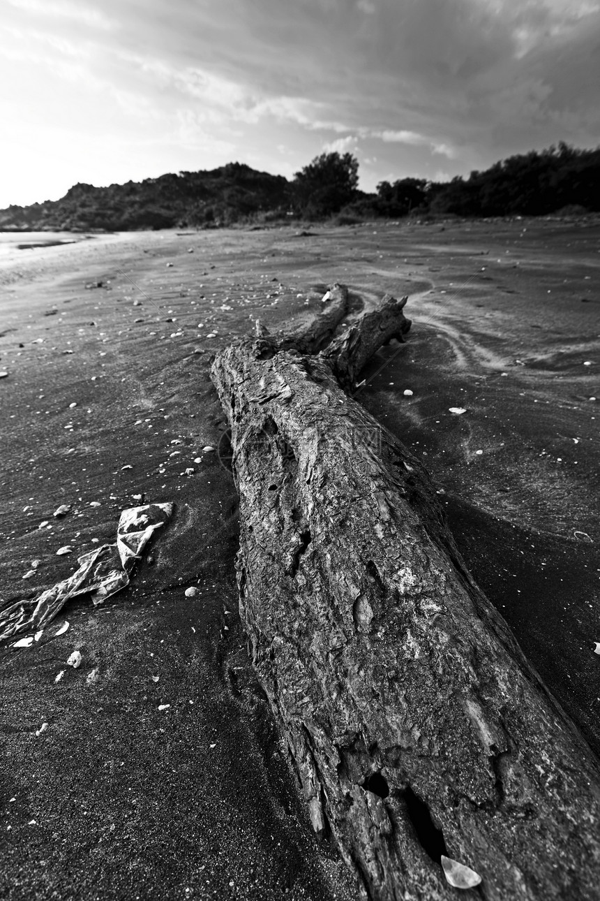 干枯木漂移海岸线树干白色树桩风化热带浮木海滩木材图片