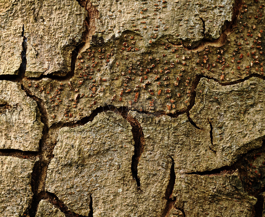 树皮材料裂缝风化橡木皮肤松树木头木材棕色植物图片