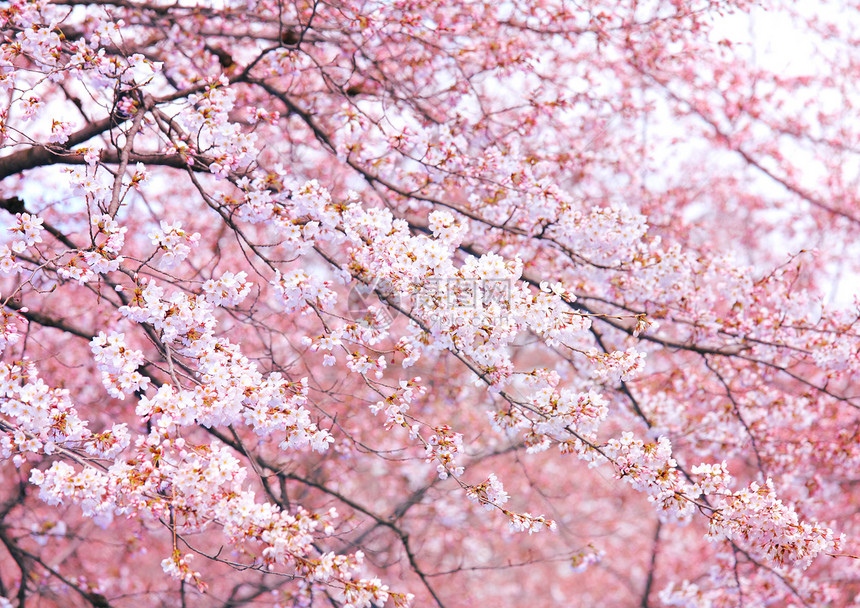 粉红樱树图片